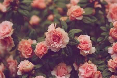 Ȱ˿ĵľ