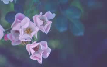散文类亲情的句子