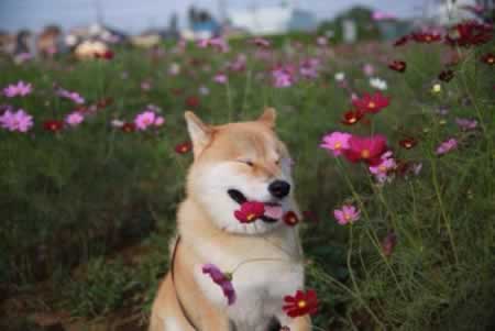 ĶҸľ