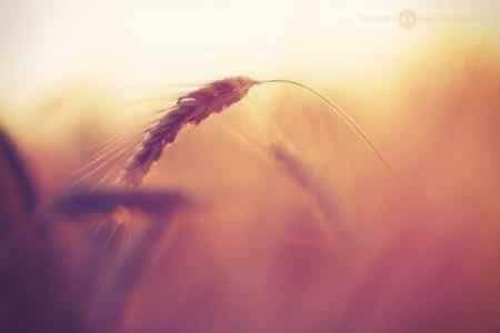 һ˺ʧľ