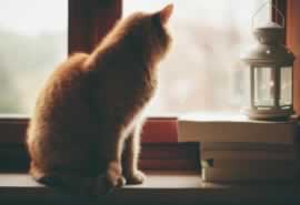 ڿĵľ