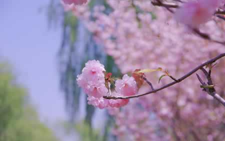 亲情最无情的句子
