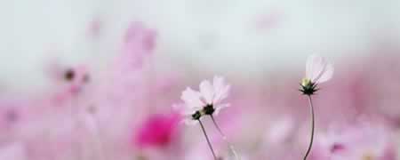 细节描写的亲情句子