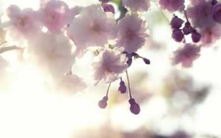 ʺϷƬֿĵľ