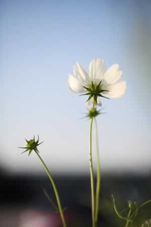 Ӣ