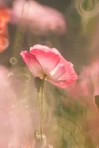 ҪϧľӼ
