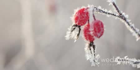 ڵľ