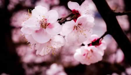 杏花的诗句