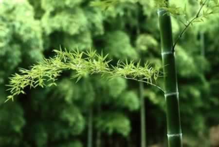 赞美竹的诗句 最出名的诗句