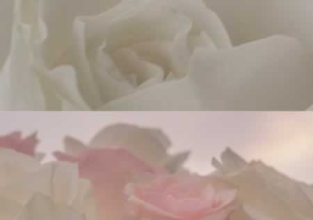 Ĳ黰 ʵĵı׾