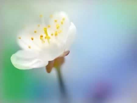 ʫľ
