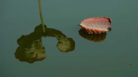 Ҿĵľ