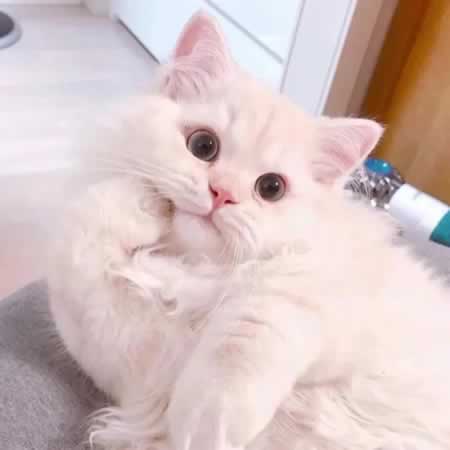 ȦɹèЦ