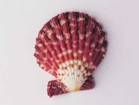Χƿдľ