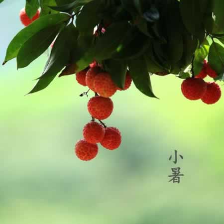 小暑时令节日问候客户短信