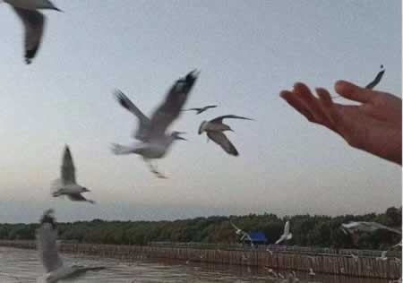 春节暖心文案