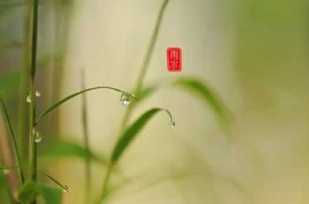 关于雨水节气的句子