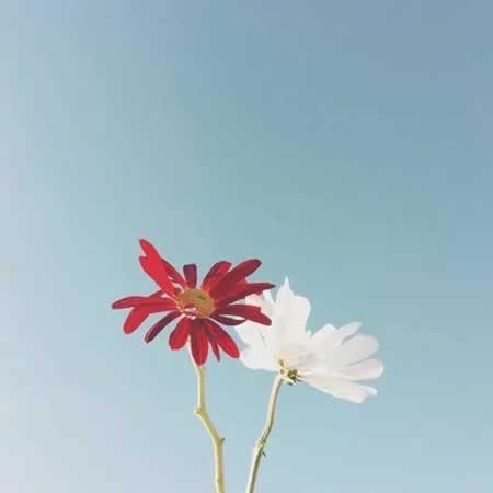 文艺句子小清新青春