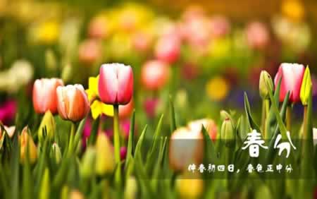 春分节气经典祝福语精选