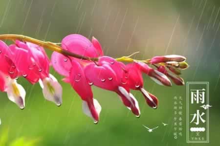 雨水的祝福语句
