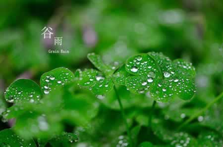 谷雨节气祝福语说说
