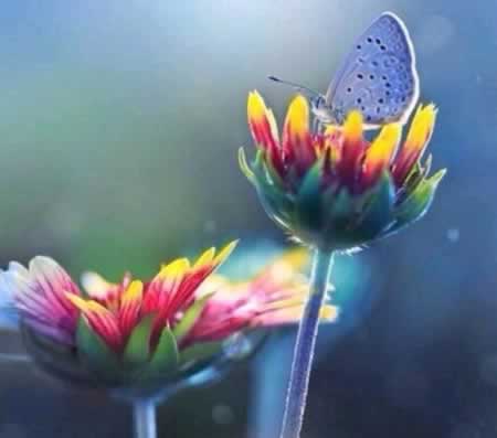Ӣڿںôװ