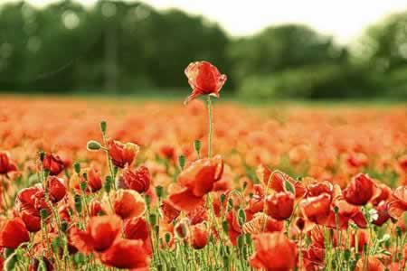 жľӳһ