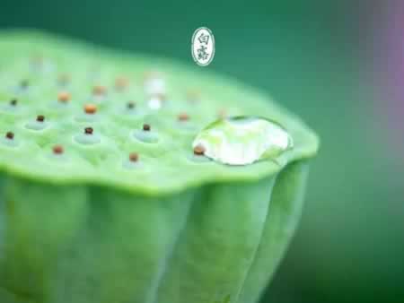 白露祝福语发到朋友圈