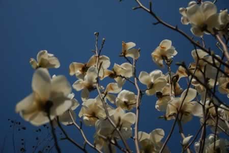 时光无言,季节的流转