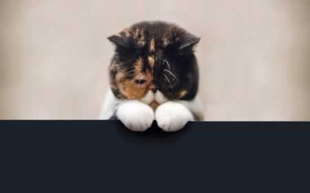 ίľ