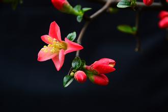 关于描写海棠花的优美句子