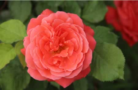 关于月季花的优美句子